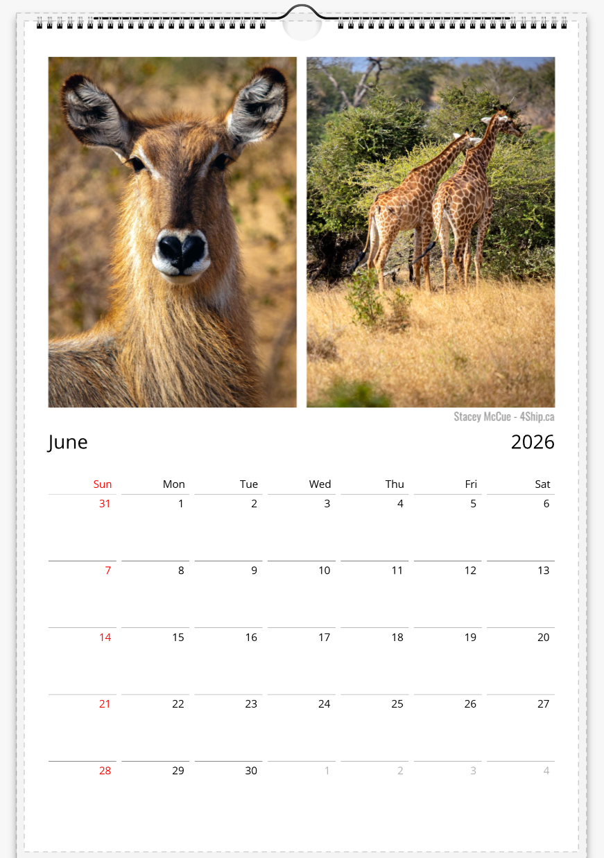 South Africa Safari 2026 Premium Wall Calendar – Vertical 11" × 16.5"
