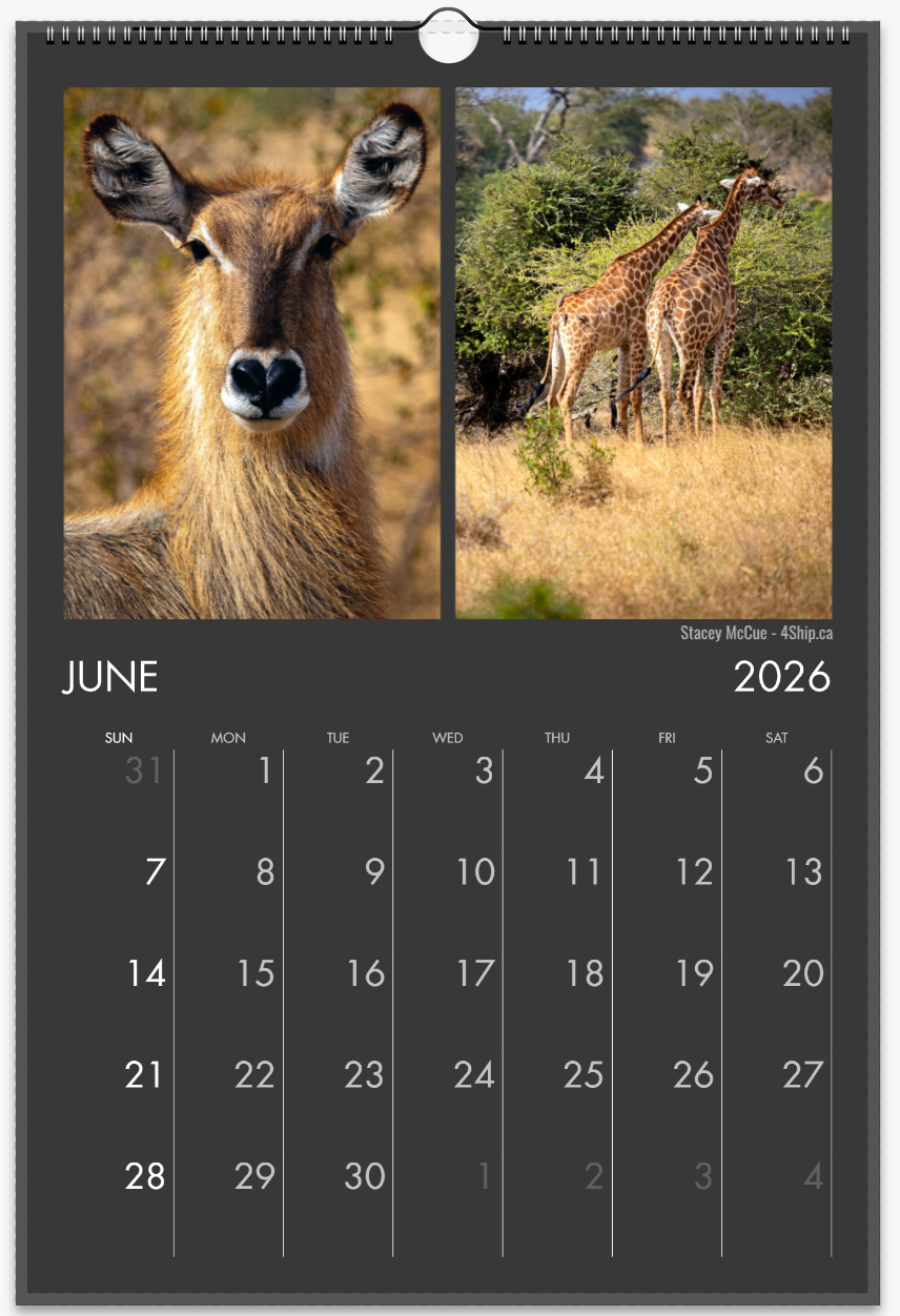 South Africa Safari 2026 Premium Wall Calendar – Vertical 11" × 16.5"